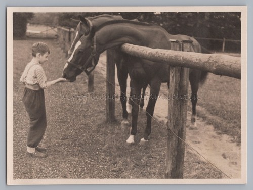 Junge füttert pferd 1939 - füttert,